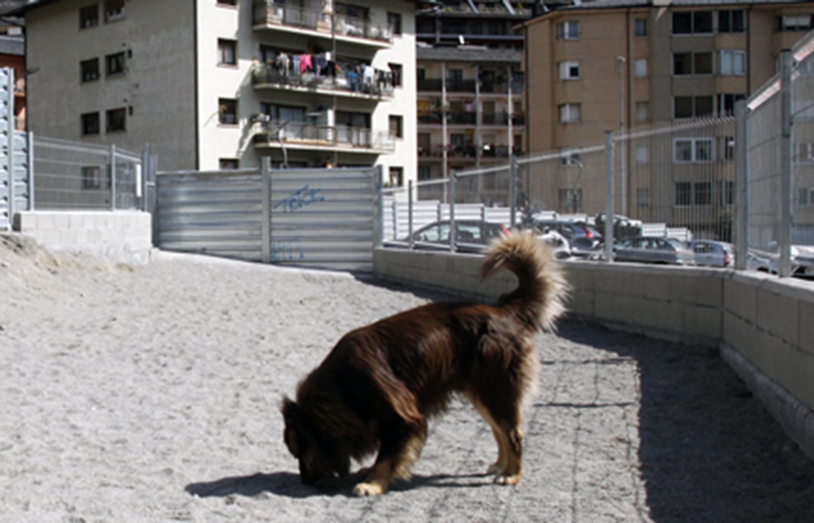 Un gos en un pipicà d'Escaldes.