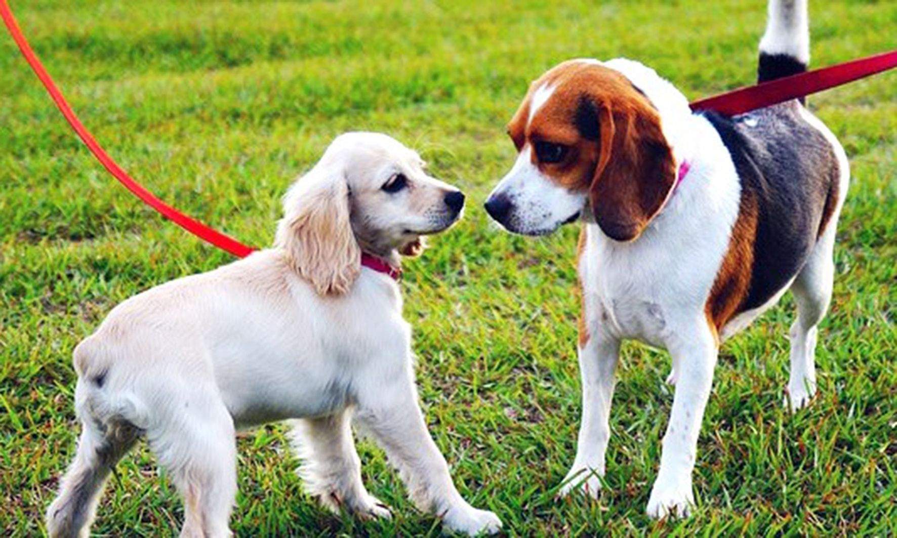 La taxa de tinença de gossos serà una de les novetats del nou any.