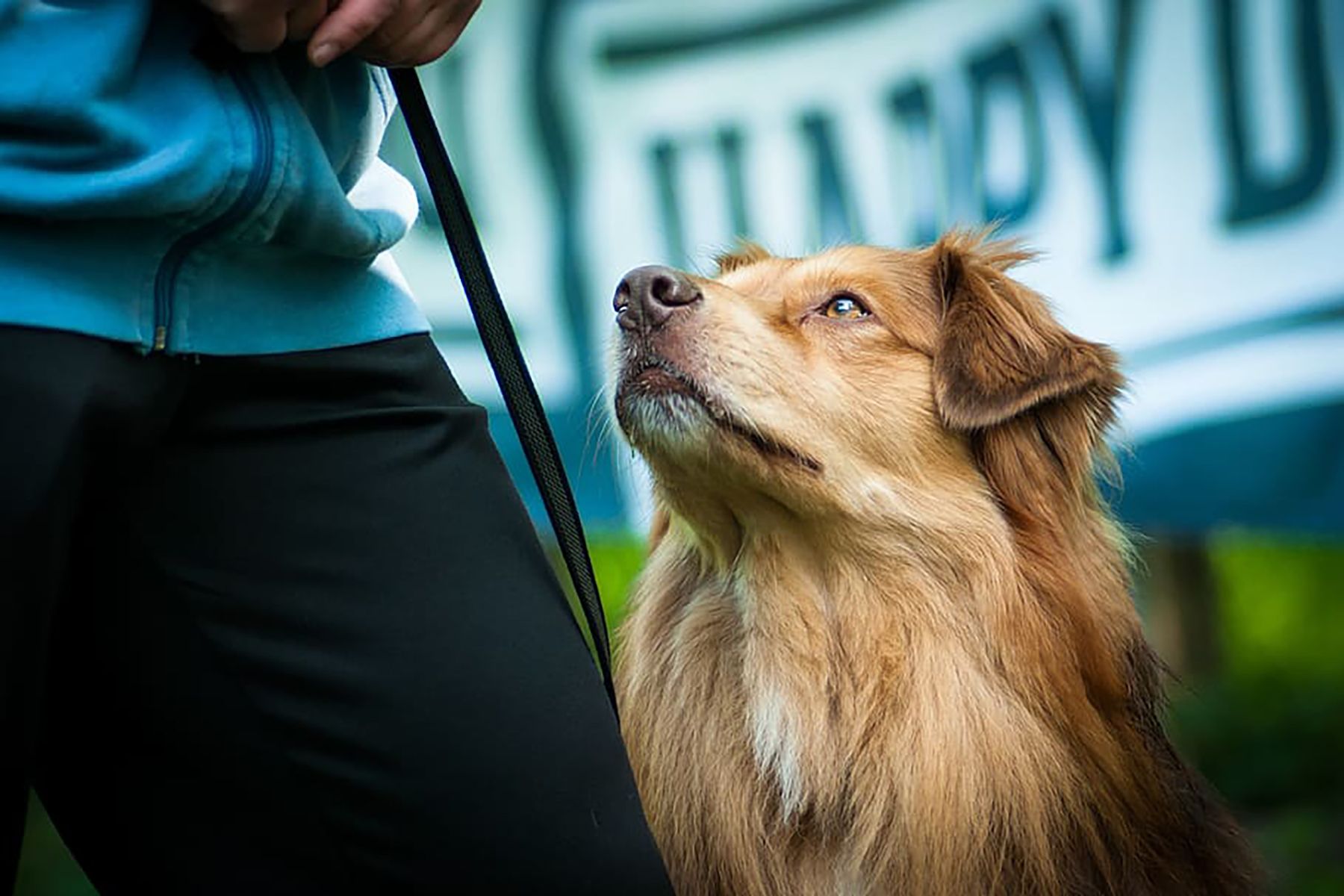 Un gos amb el seu propietari.
