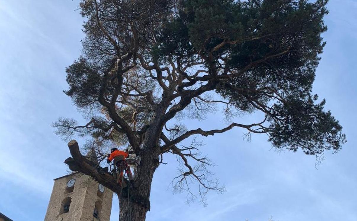 Un operari treballa per sanejar les branques.