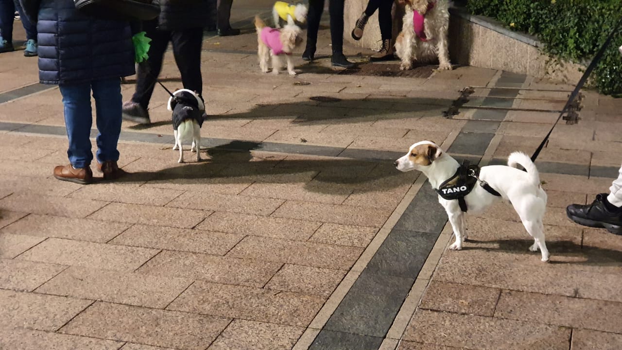 Gossos a Andorra la Vella.