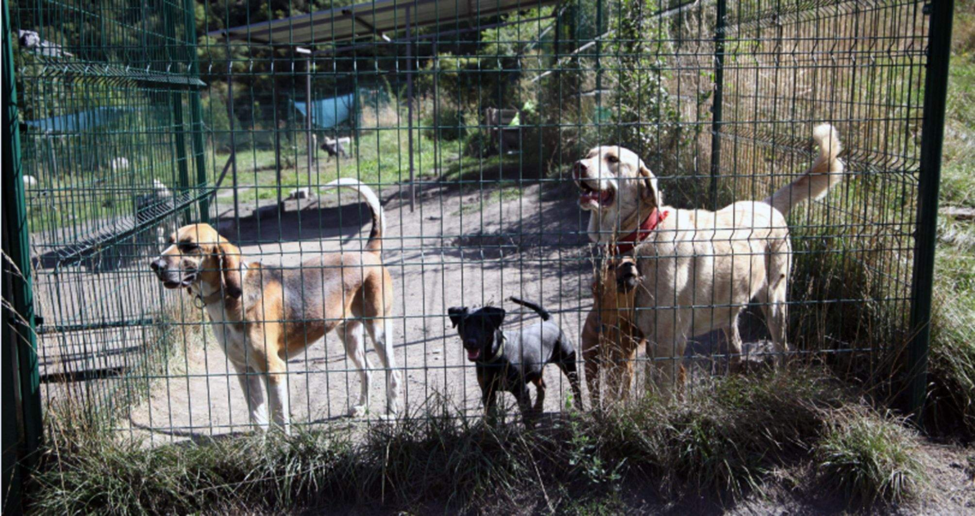 Gossos a la gossera nacional.