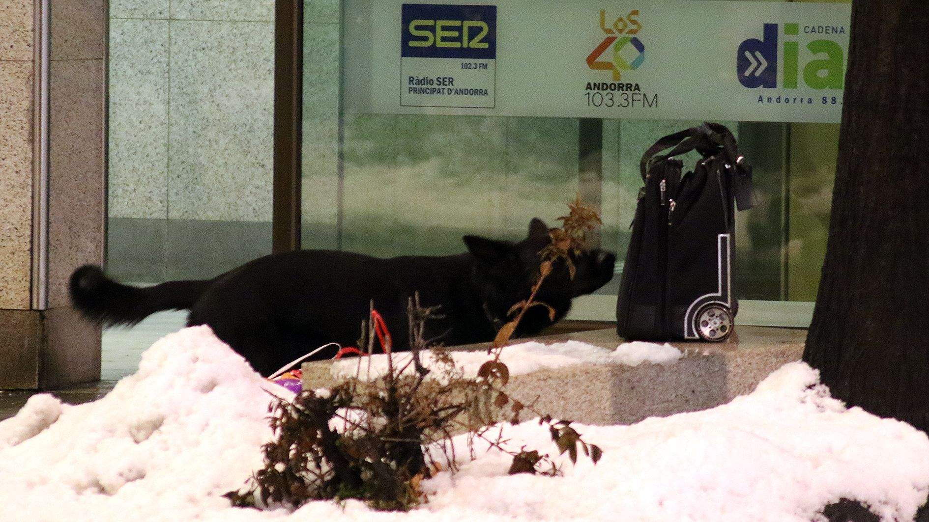 El gos de la policia ensumant la maleta.