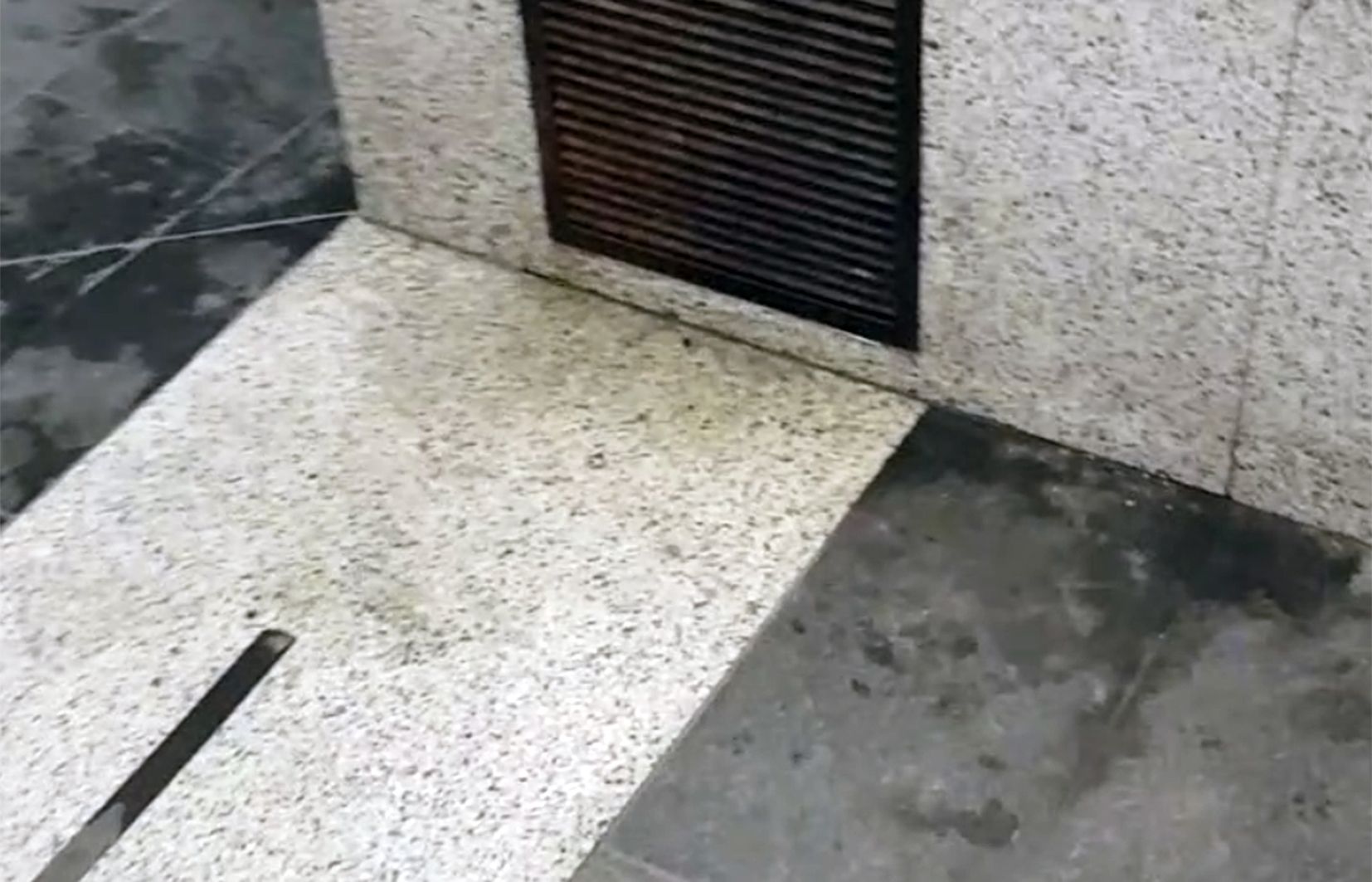 Taques d'orins de gossos al vial en qüestió.