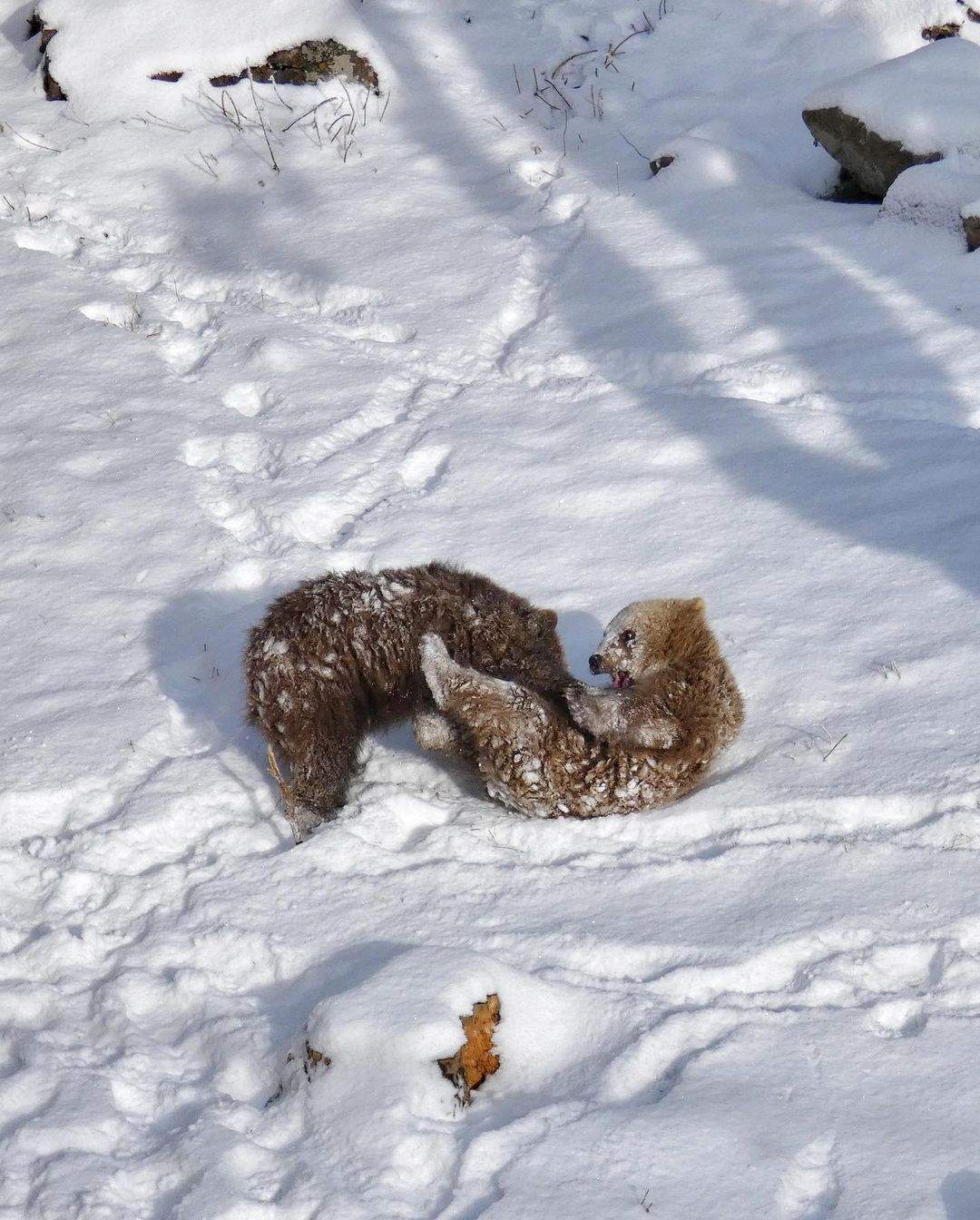 Dos dels ossos de Naturlandia, que aviat n'haurien de marxar.
