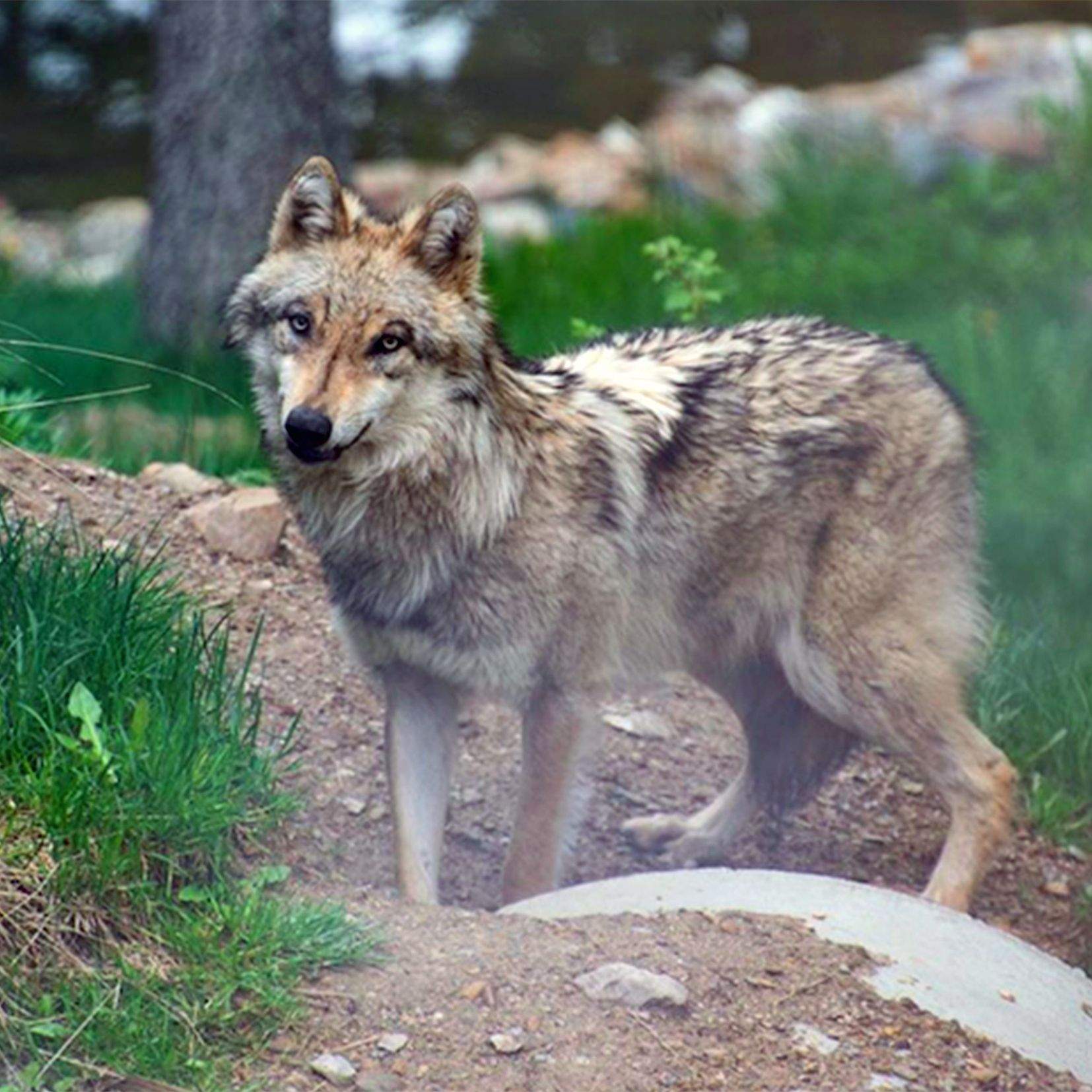 Un dels llops de Naturlandia. La portaveu del Sindicat, Rebeca Bonache.