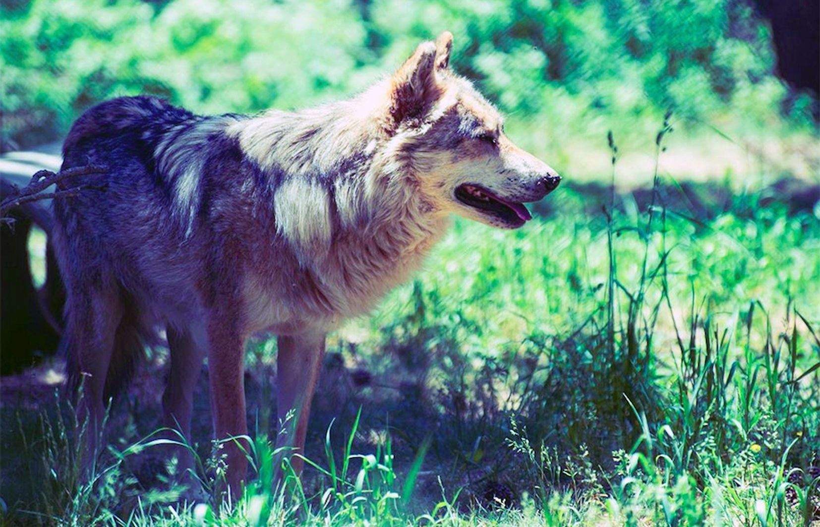 Un dels llops de Naturlandia. La portaveu del Sindicat, Rebeca Bonache.