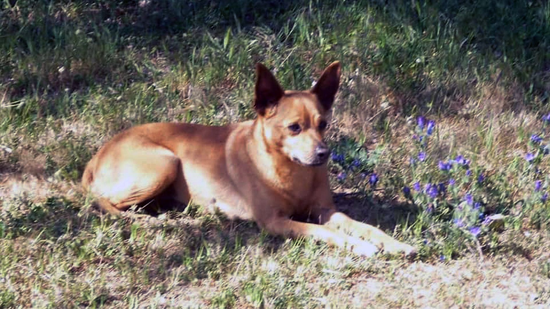 En Ray era un 'pinscher' de deu anys.