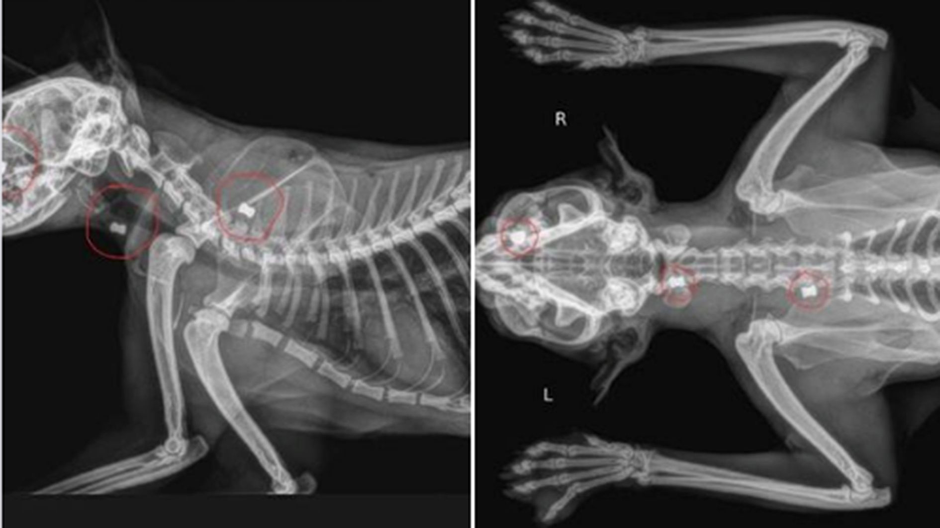 Detall de la radiografia feta al gat amb la marca d'on hi ha els balins.