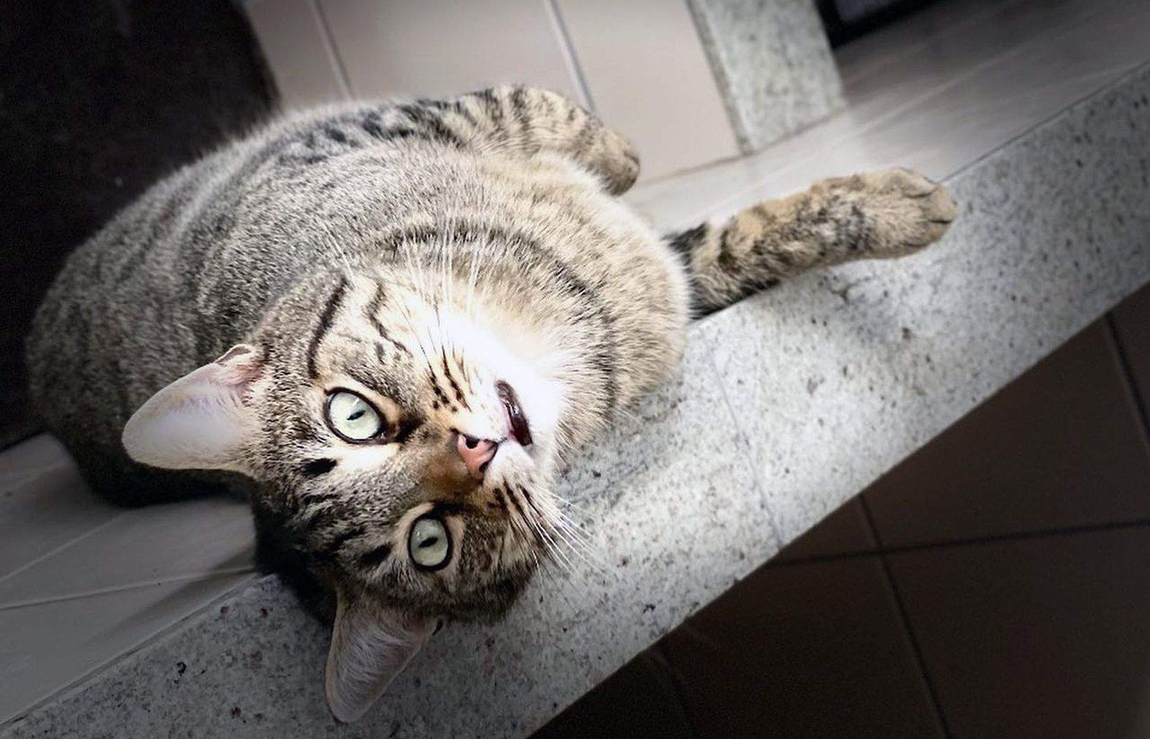 Un gat a la gatera pública.