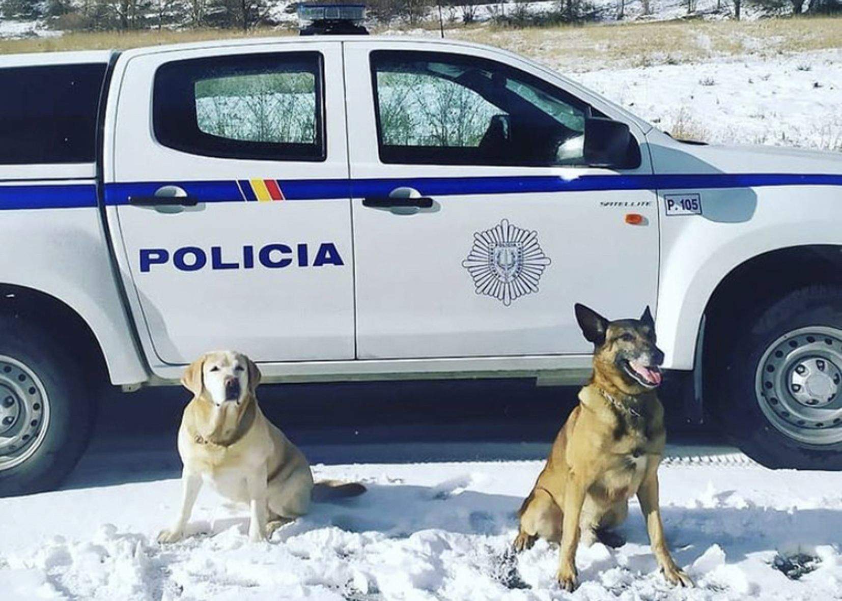 Dos dels gossos-policia del cos andorrà.