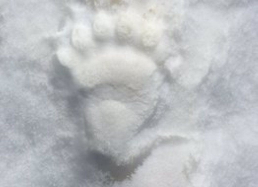 Empremta de l'os bru.