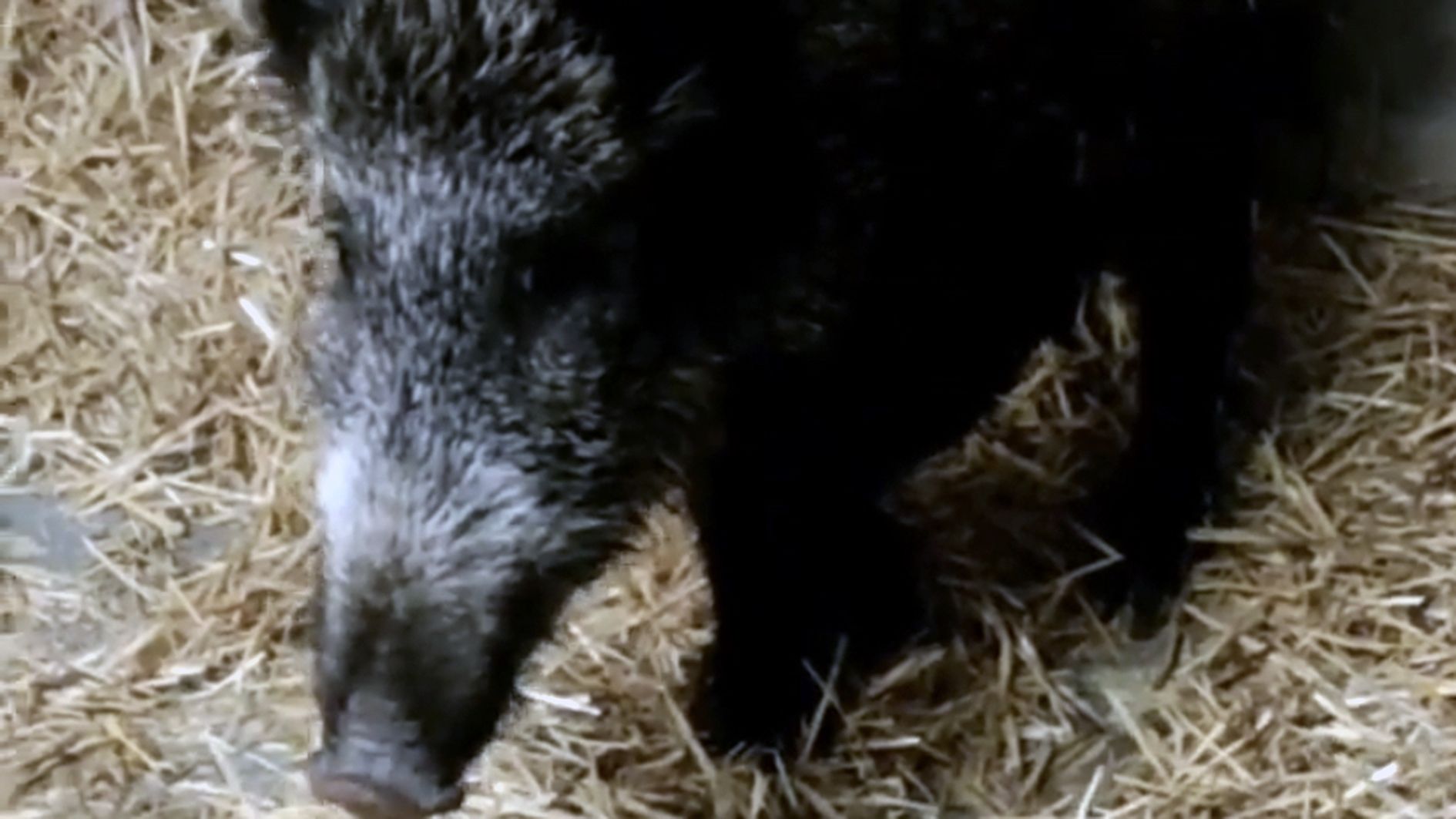 Imatge d'un porc senglar capturat.