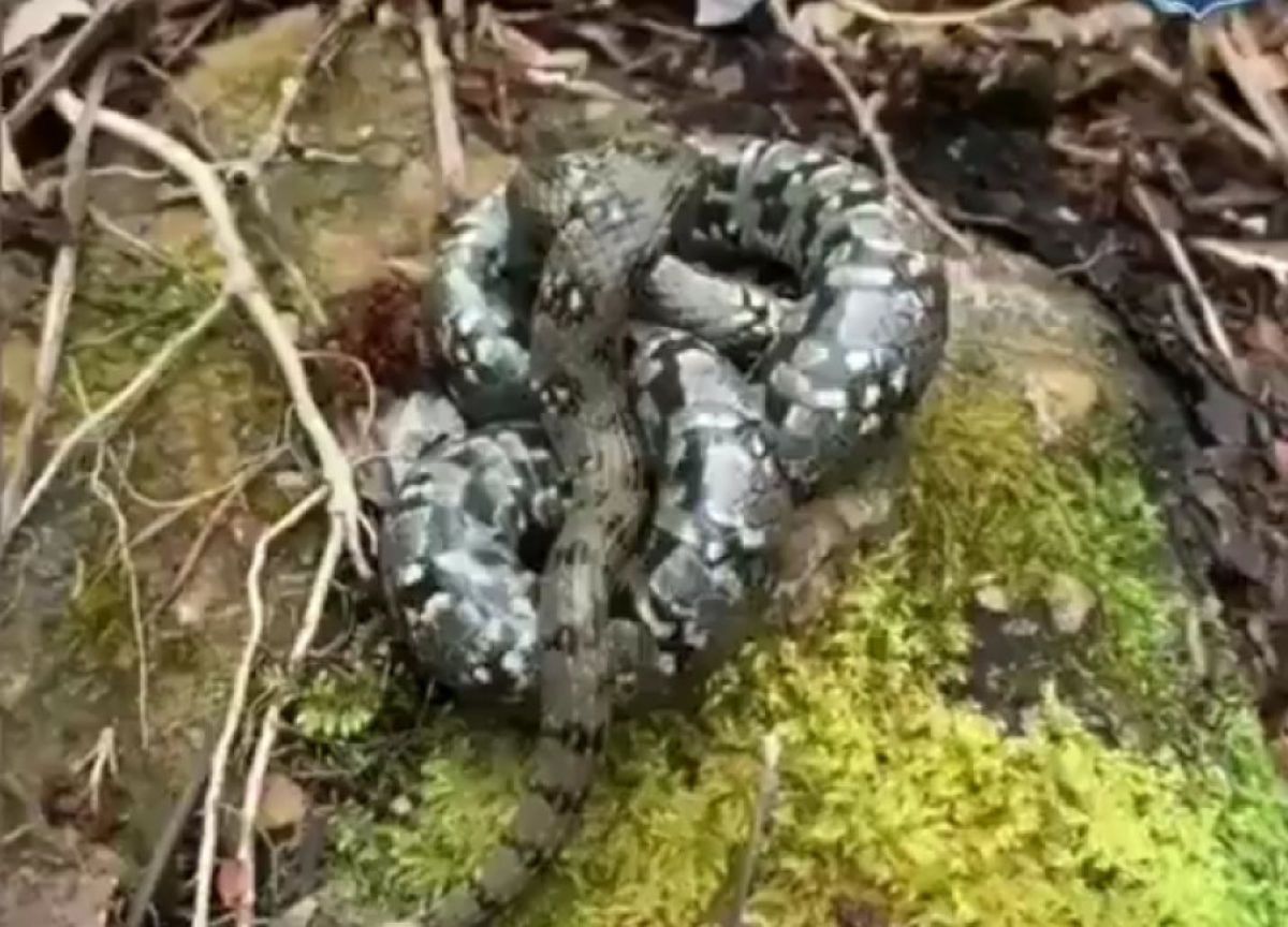 La serp ha estat tornada al seu medi natural.