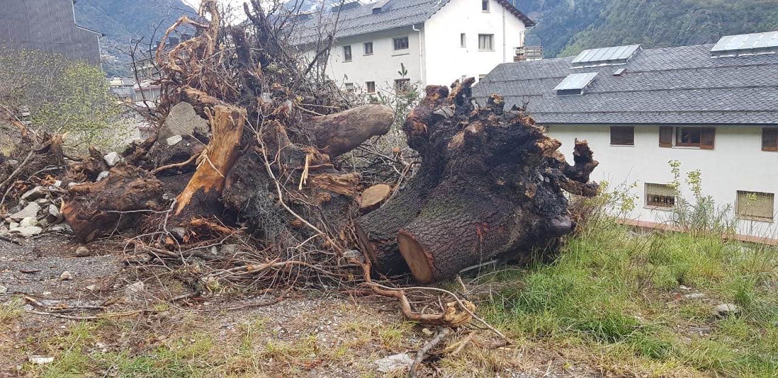 L'alzina, ja talada.