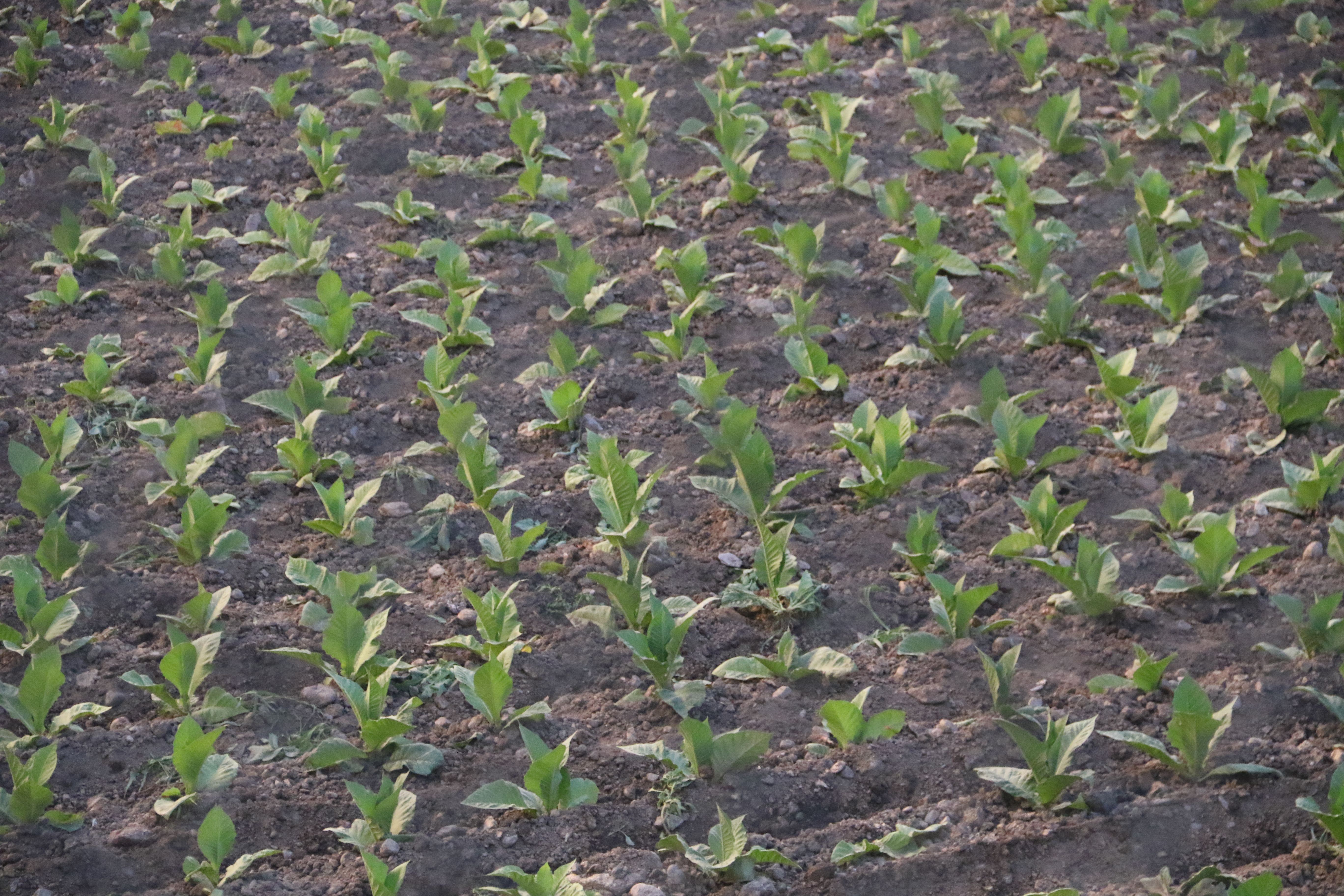 Plantes de tabac en un camp de conreu d'Andorra la Vella l'estiu passat.
