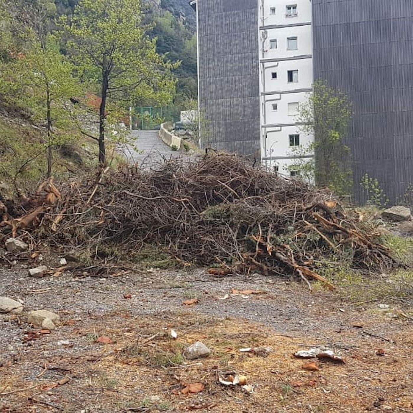 Restes de l'arbre i altra vegetació.