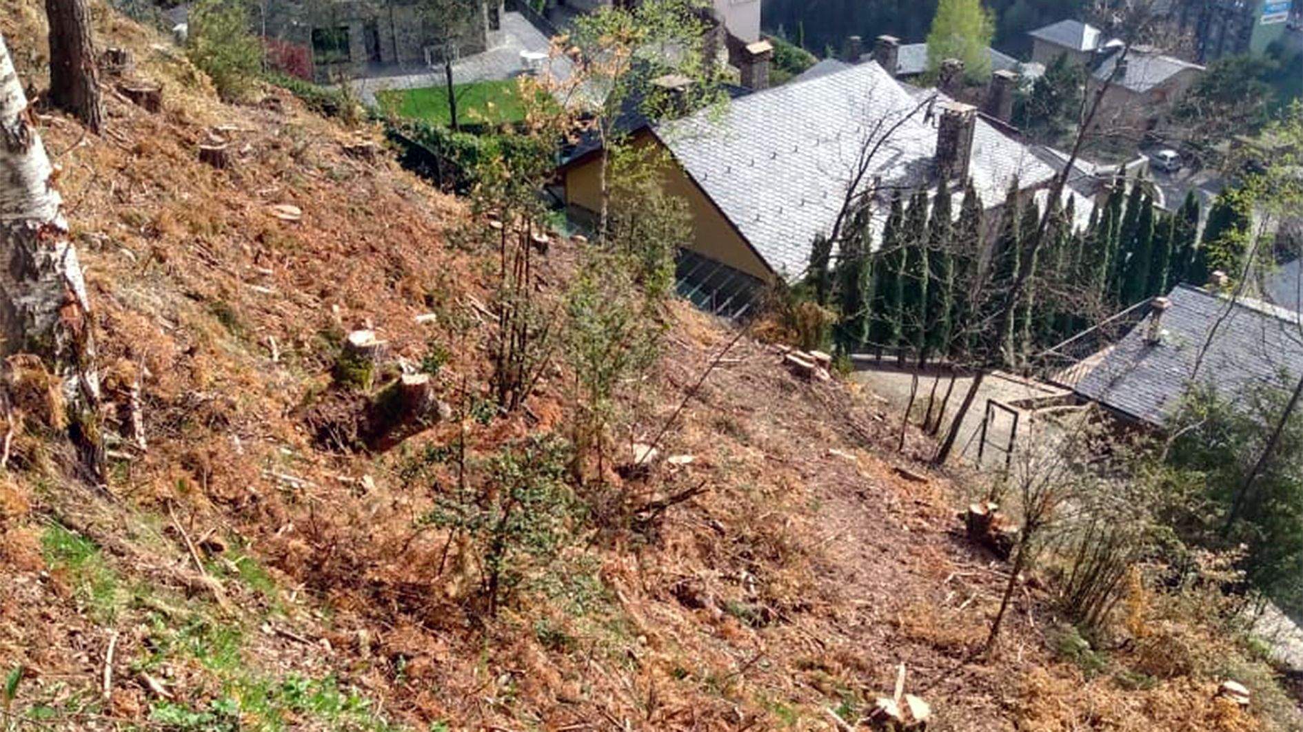 Algunes de les soques d'arbres tallats i, al fons, alguns dels xalets de la urbanització.