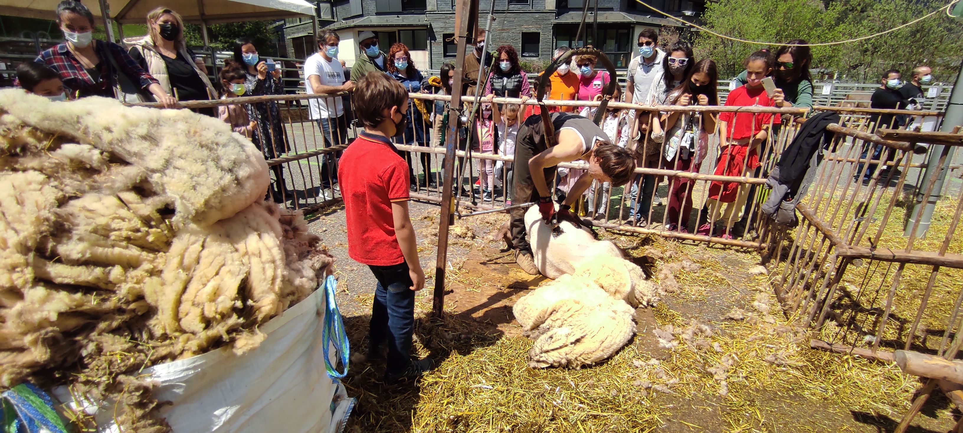 Exhibició de xoll d'ovelles.