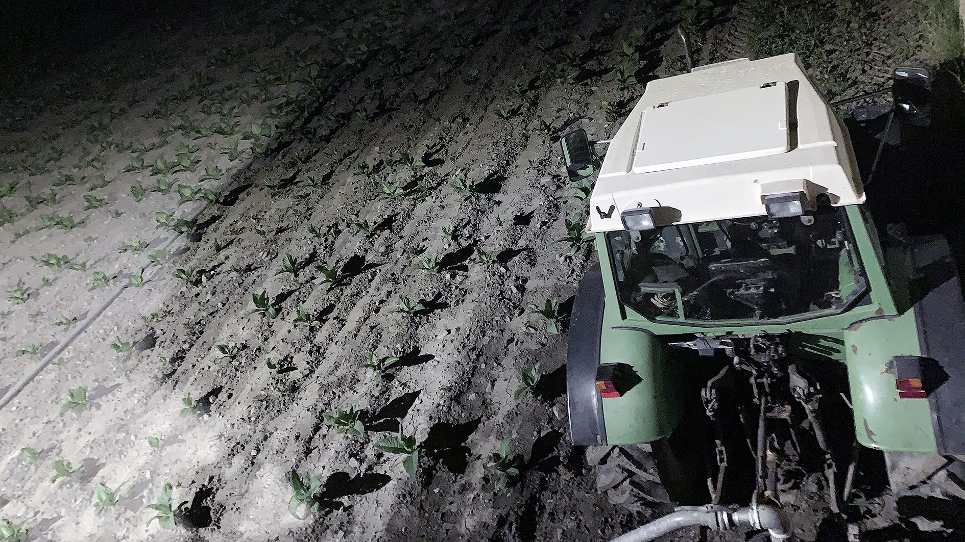 Un tractor en una plantació incipient de tabac l'any passat.