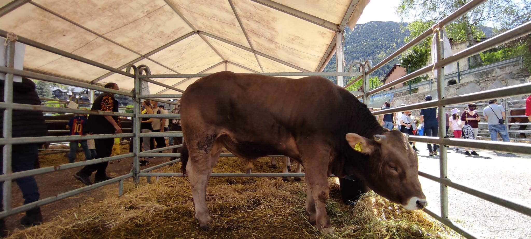 Un boví a la Fira del Bestiar d'Ordino