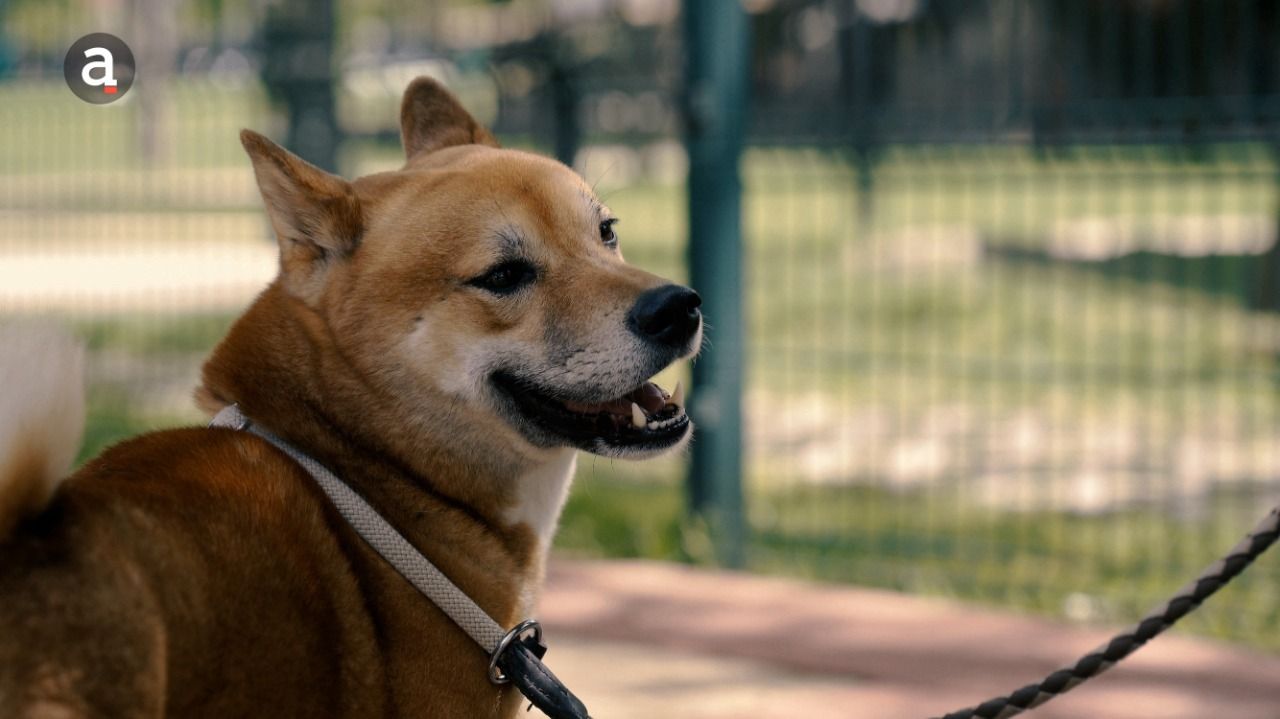 El registre d'ADN caní ja compta amb 4.000 gossos. El registre d'ADN caní ja compta amb 4.000 gossos.