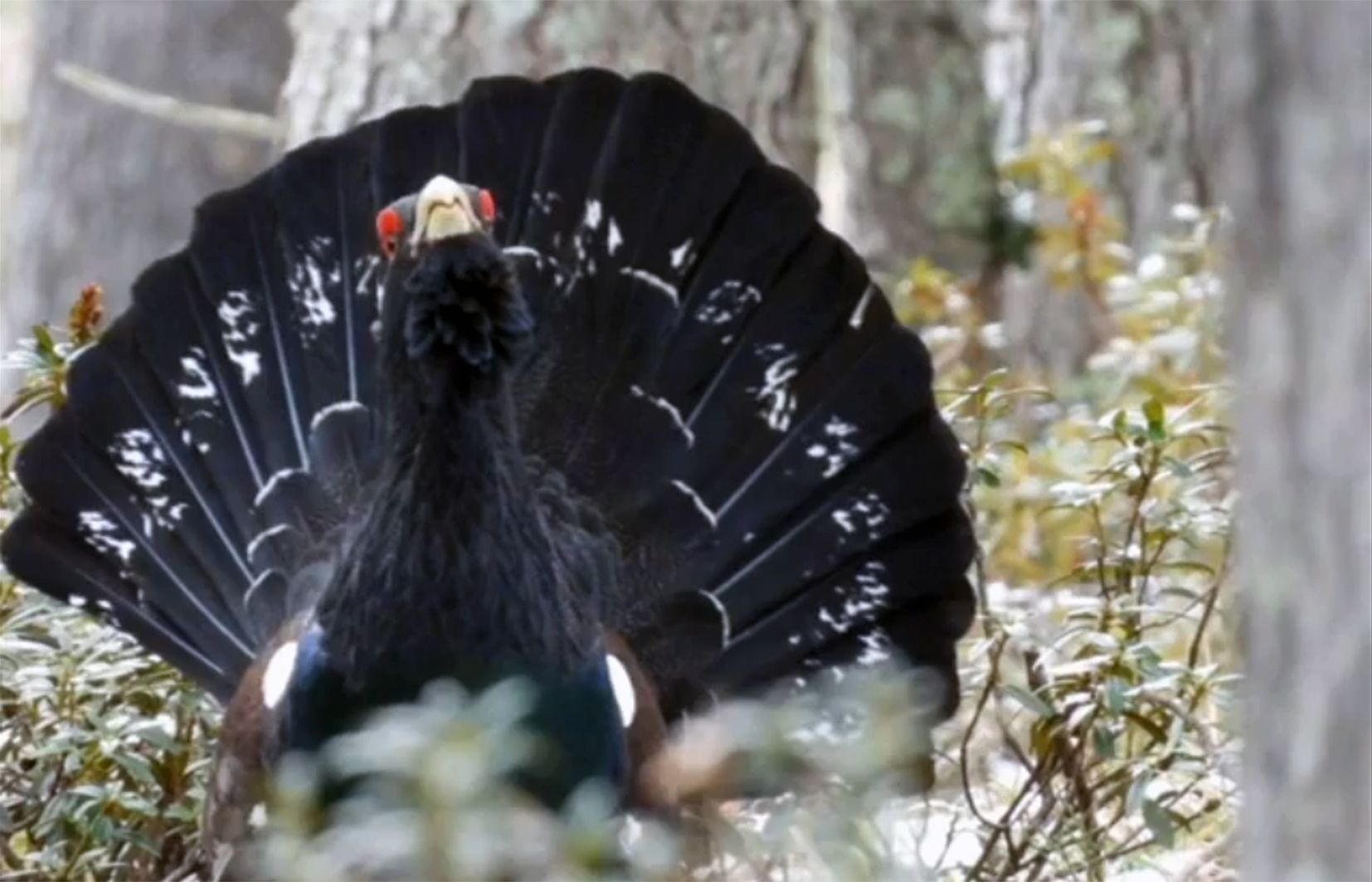 Un gall fer en plena exposició.