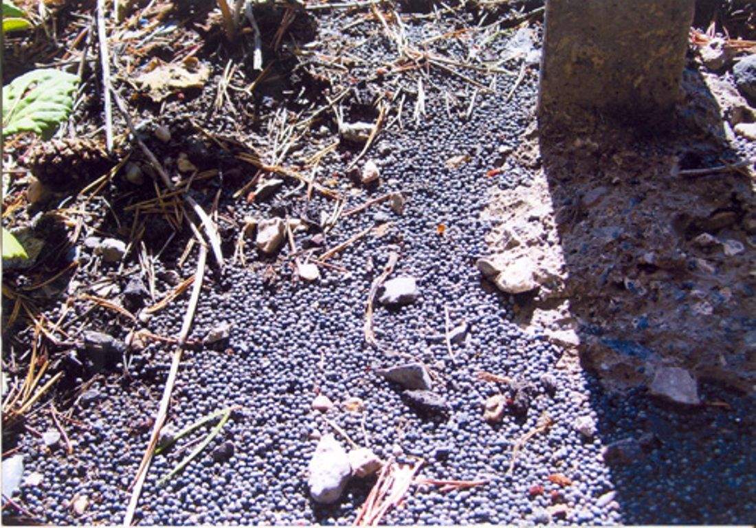 Restes de plom en el terreny d'un camp de tir.