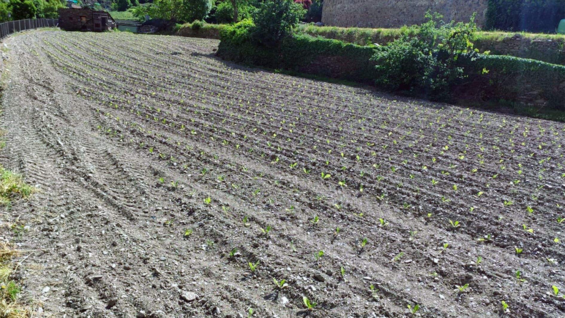 Un camp de tabac a Sant Julià acabat de plantar.