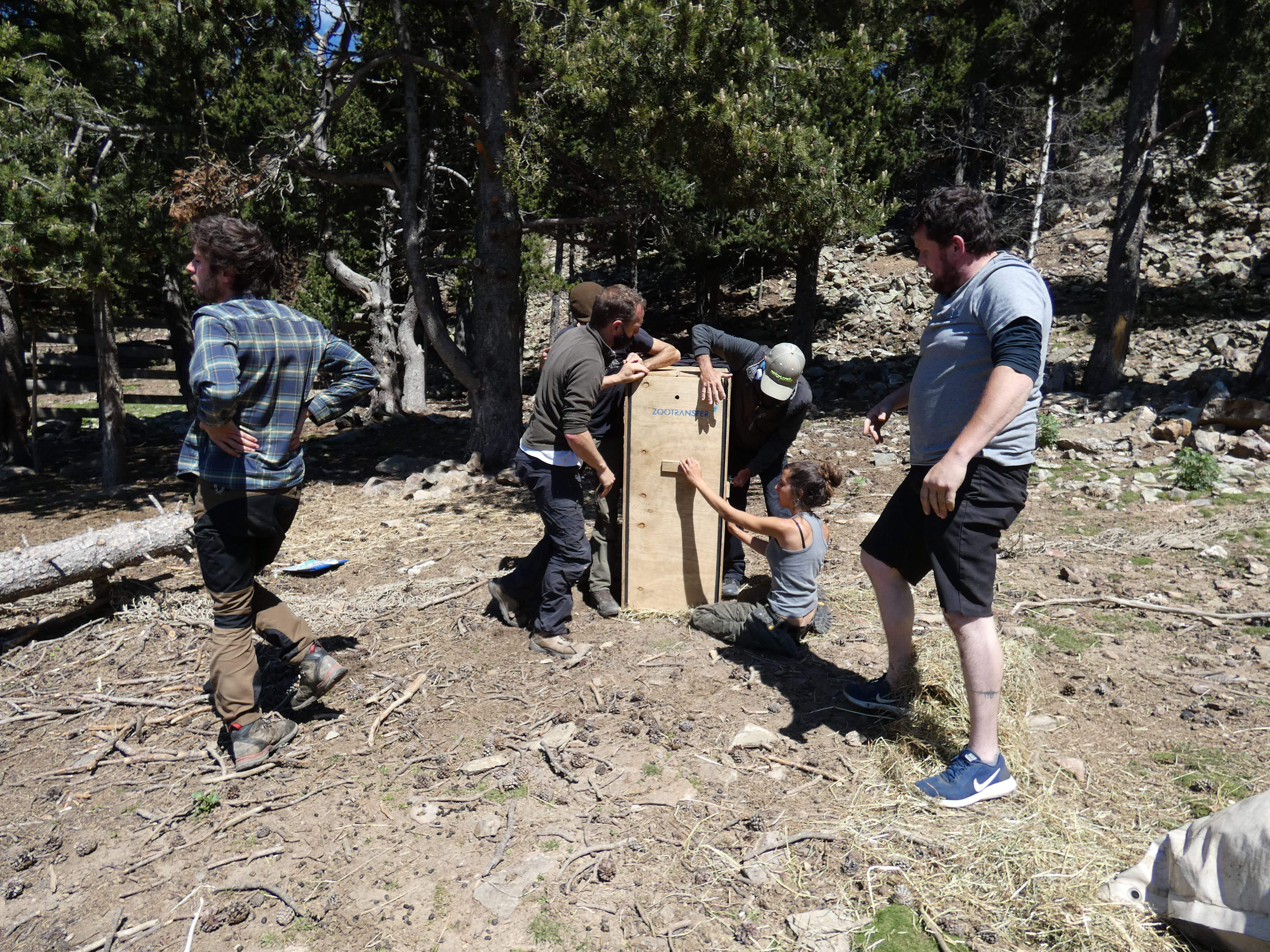 Sortida de deu animals herbívors de Naturlandia