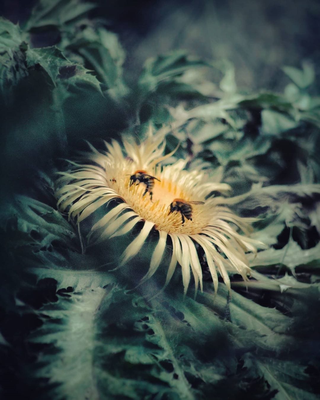 Primer premi d'una edició anterior.