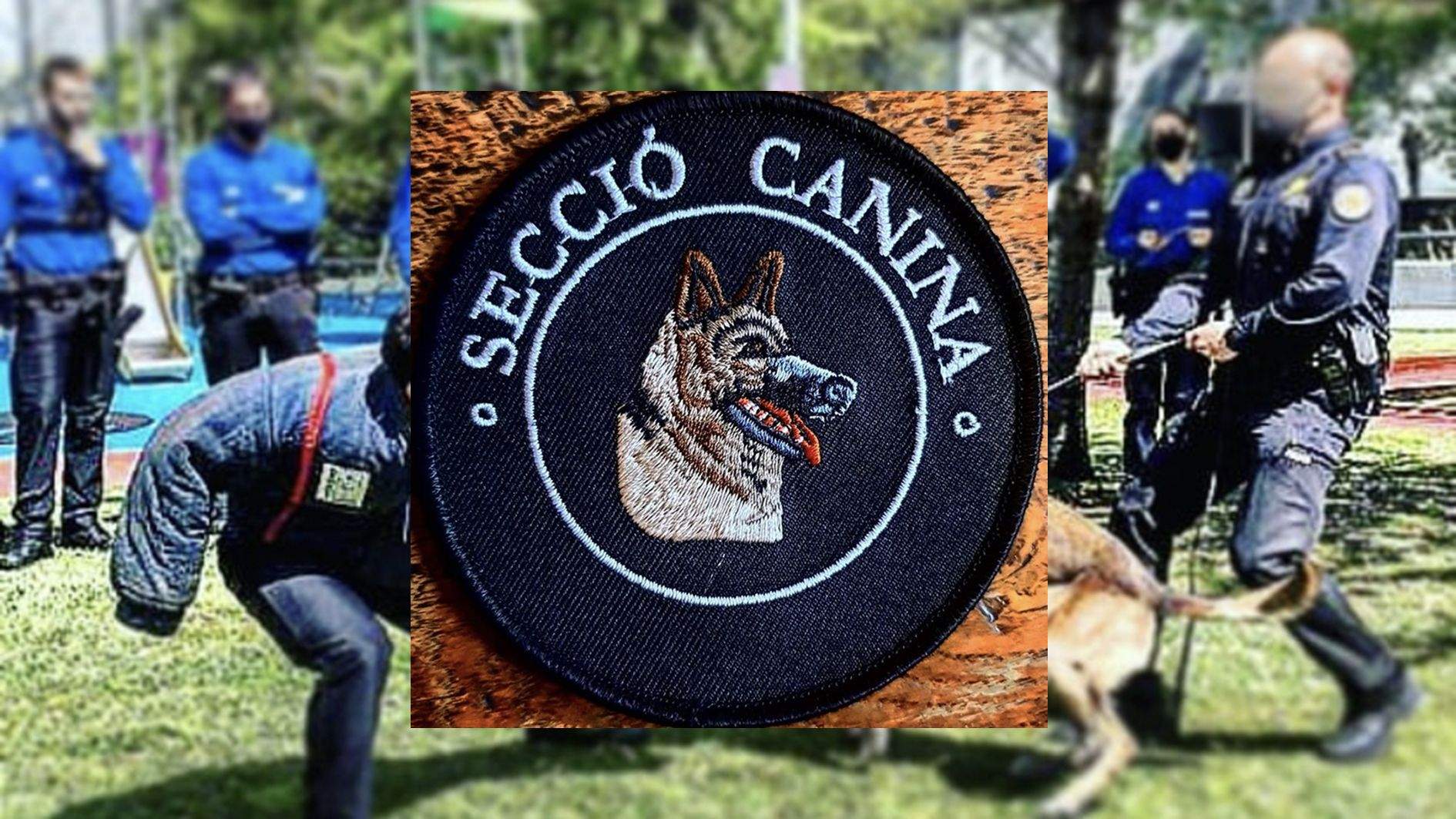 Un entrenament-formació de la secció canina.