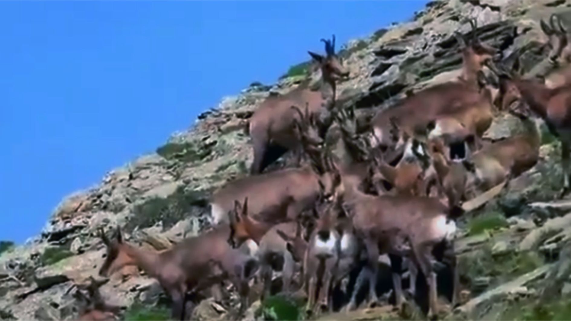 Un grup d'isards divisat aquest dijous pels banders. Un grup d'isards divisat aquest dijous pels banders.