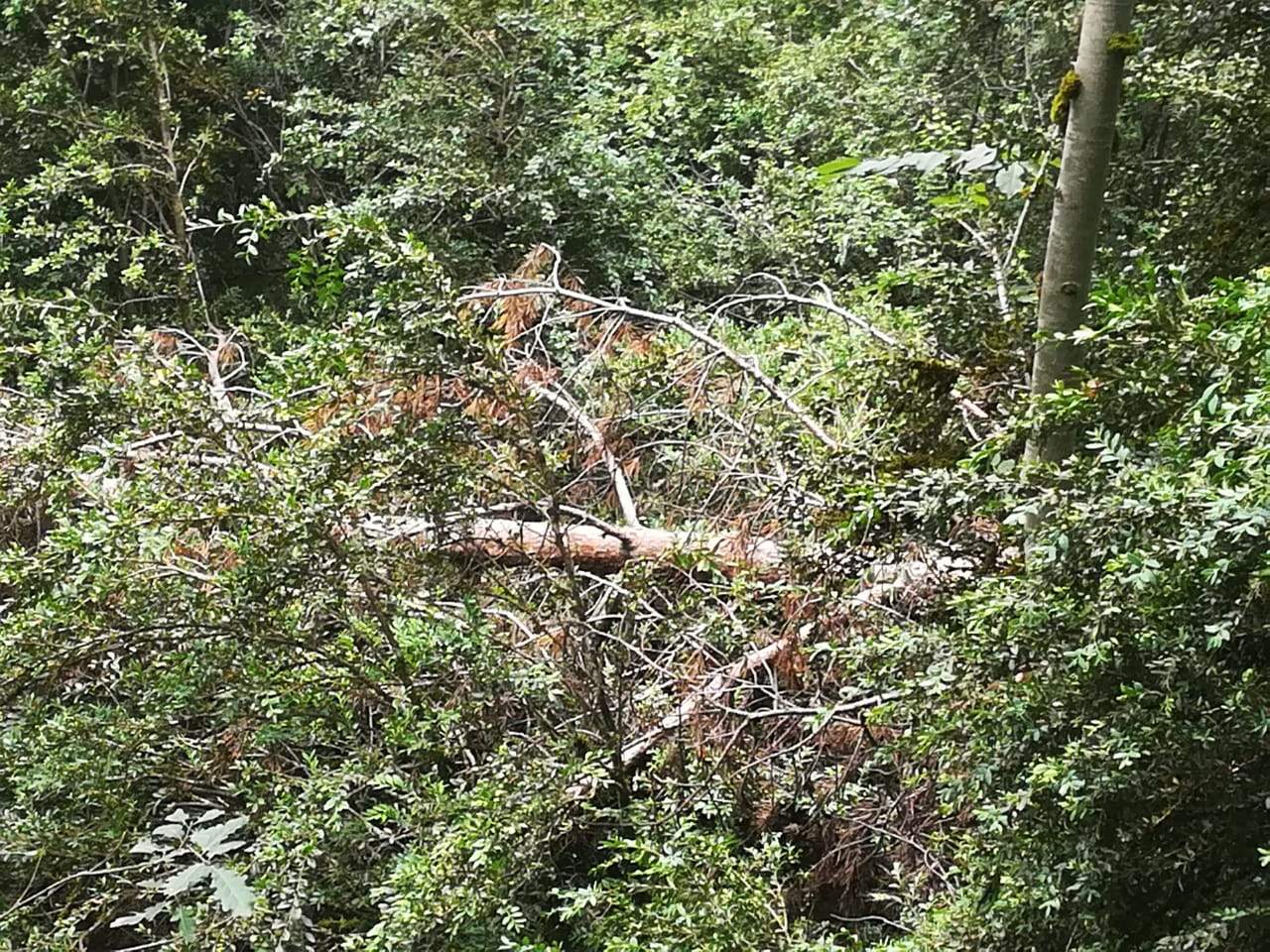 Un arbre tombat a Aixirivall.