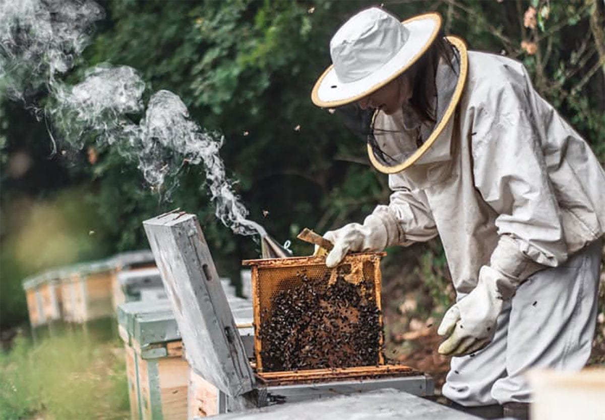 Un apicultor en una explotació d'abelles.