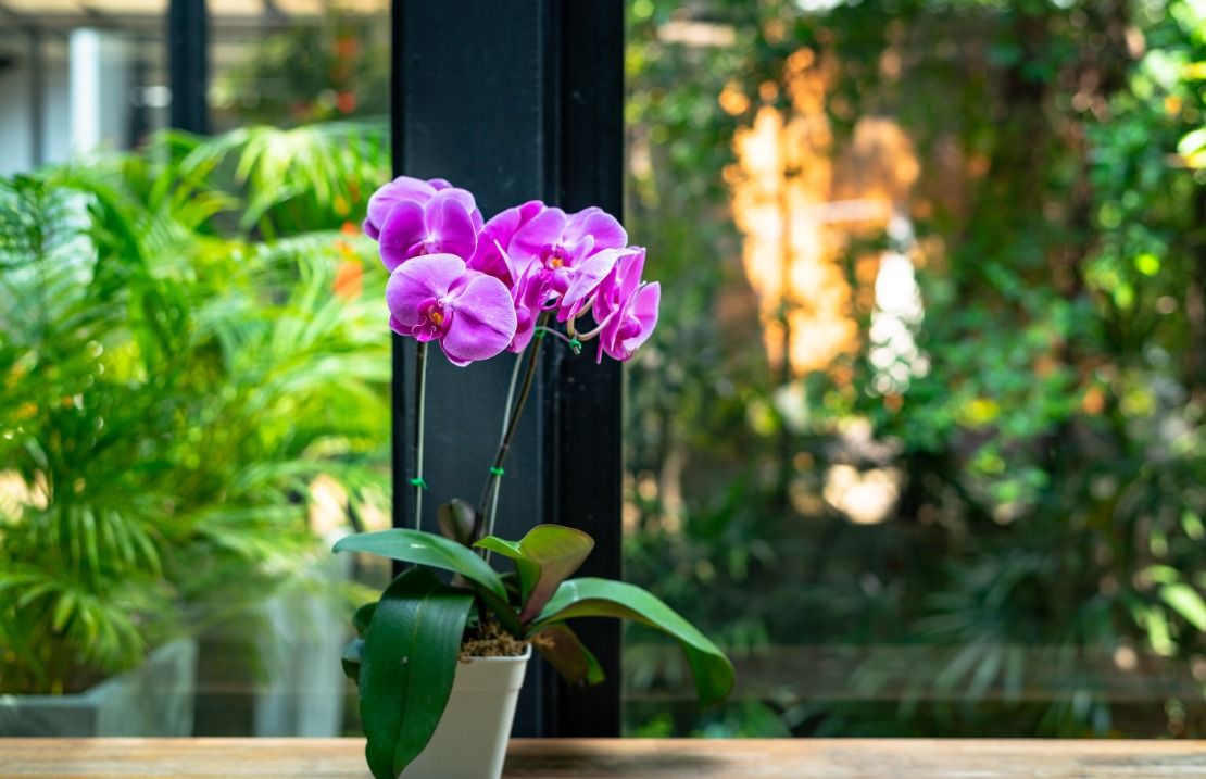 Les floristeries podran agilitar algun dels seus tràmits.