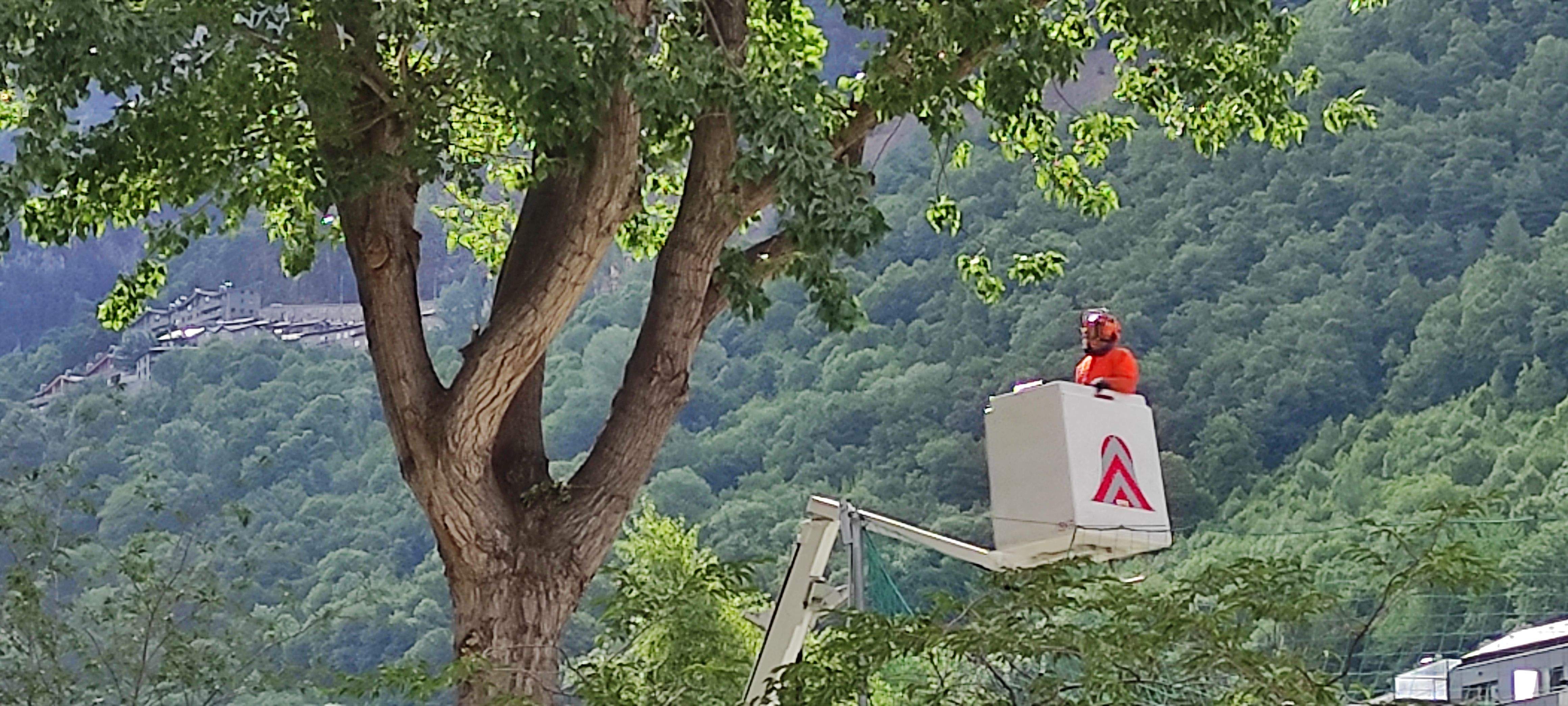Un operari comunal revisant l'estat dels arbres del Parc Central, aquest matí.