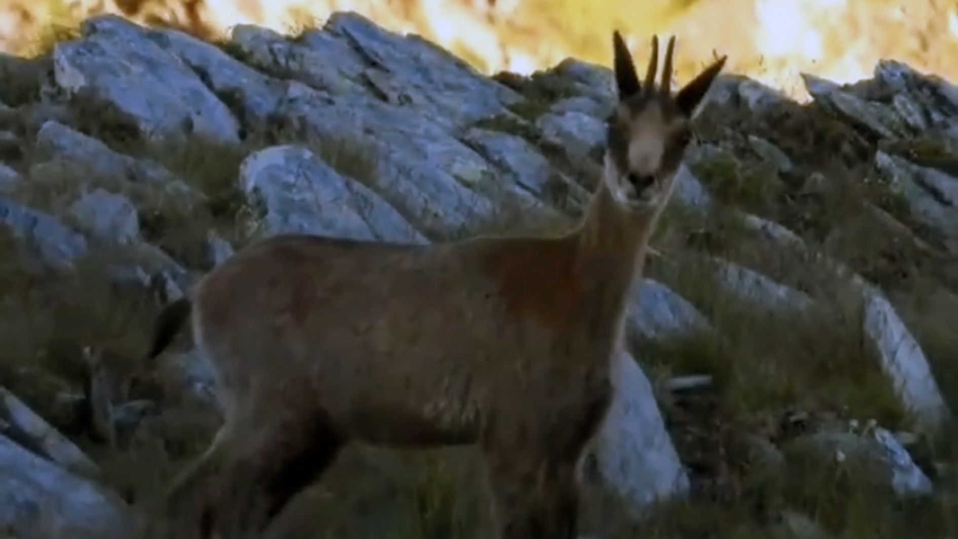 Un isard en muntanyes del Principat.