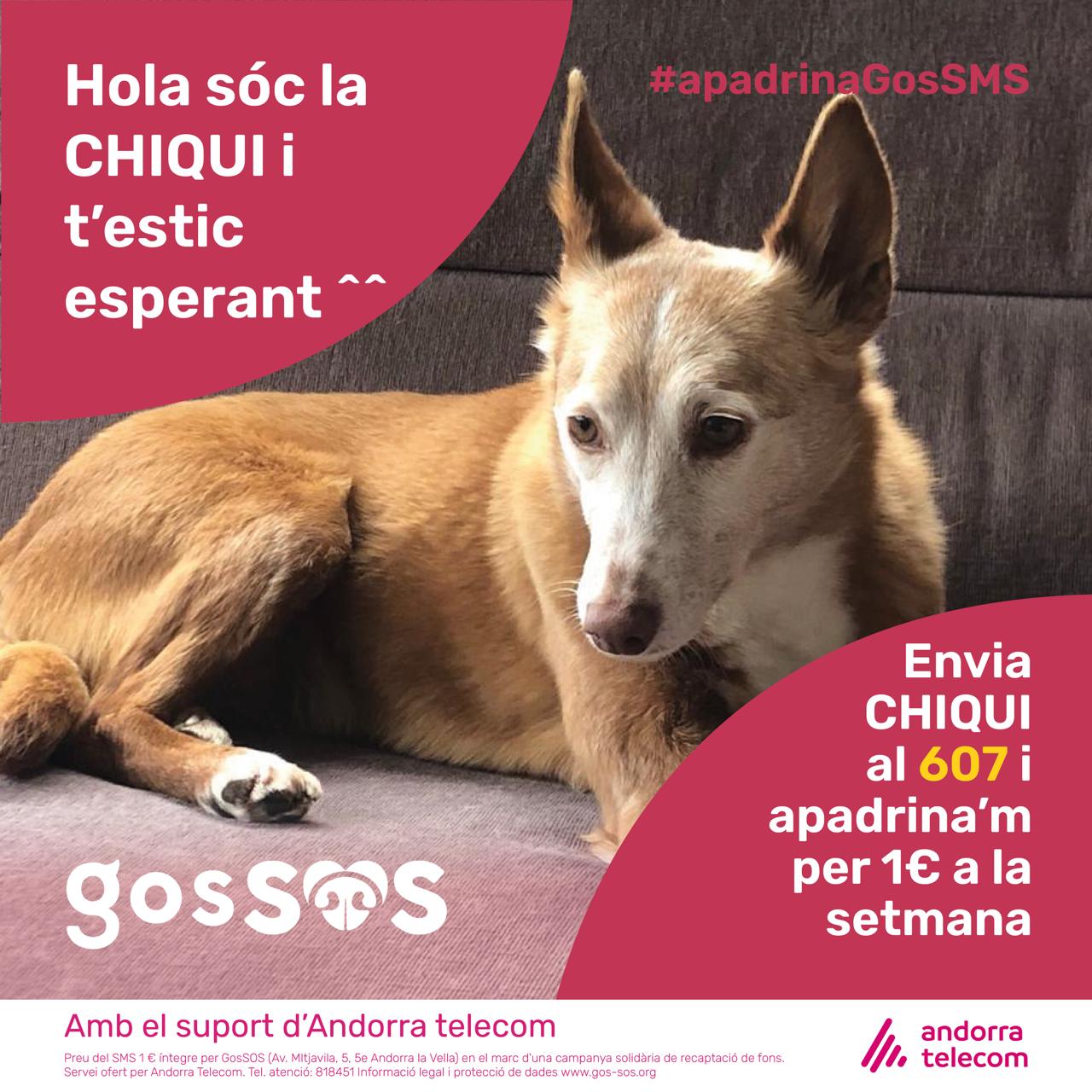 Un dels gossos que es pot apadrinar per SMS