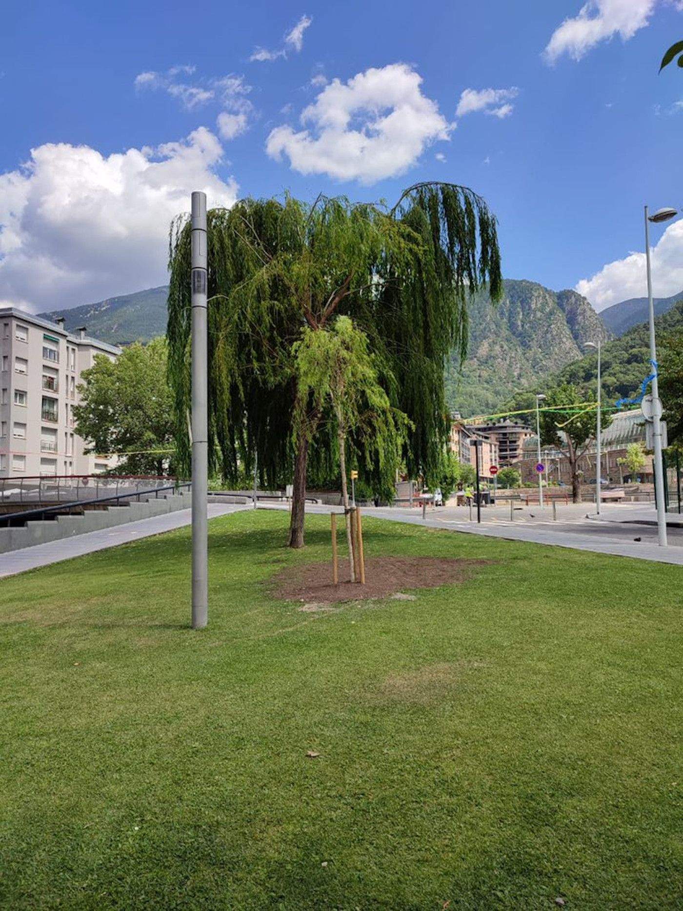 El nou salze plantat al parc de la Mola.