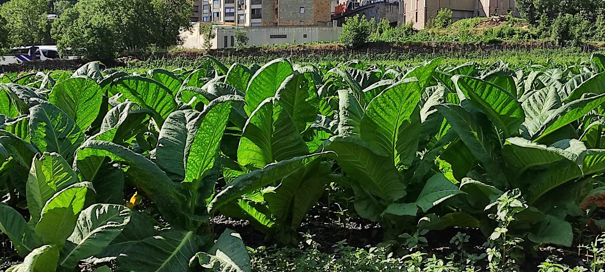 Una plantació de tabac aquest dilluns.