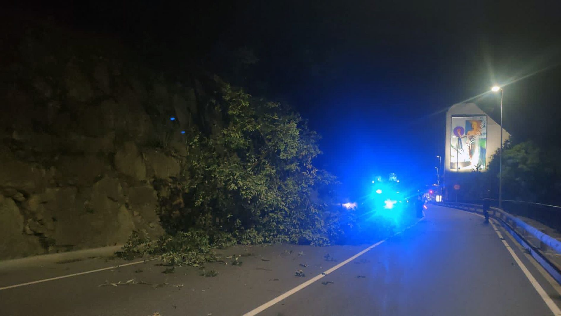 L'arbre que ocupa part de la via.