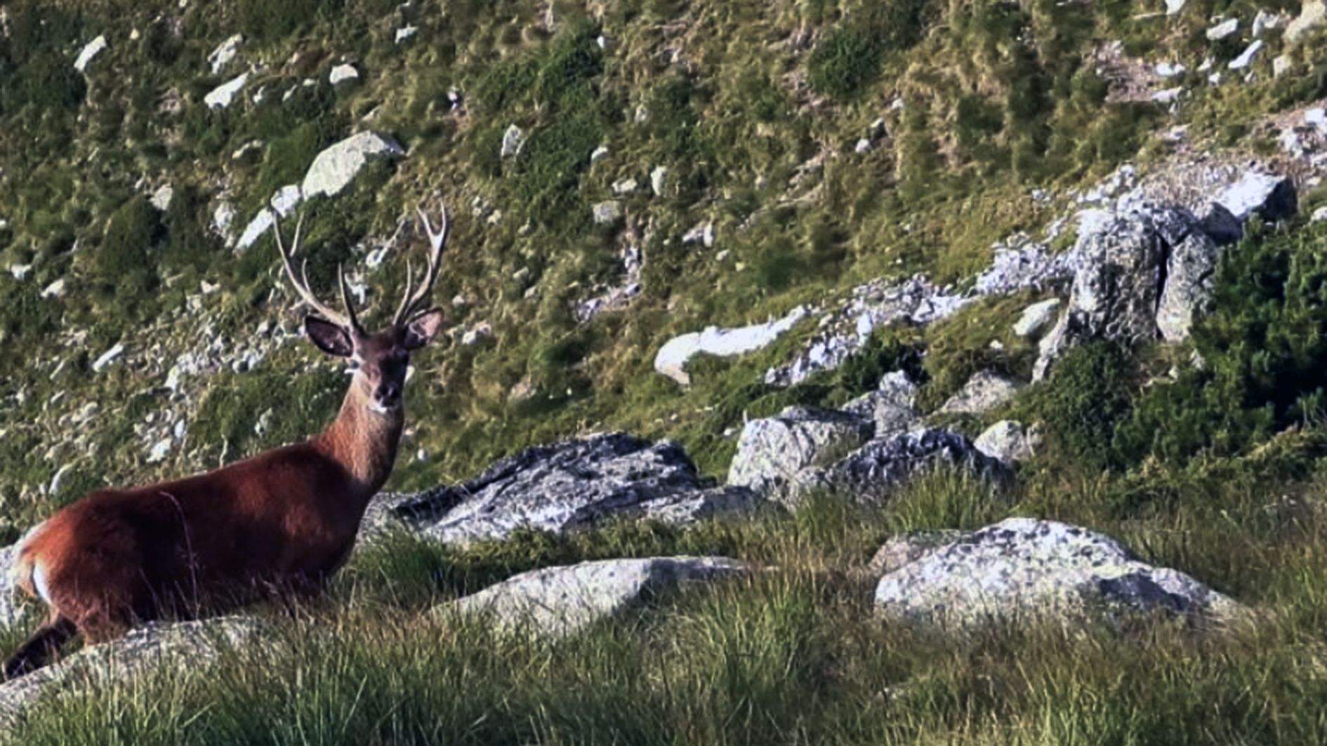 Un exemplar de cérvol en un seguiment dels banders. Un exemplar de cérvol en un seguiment dels banders.