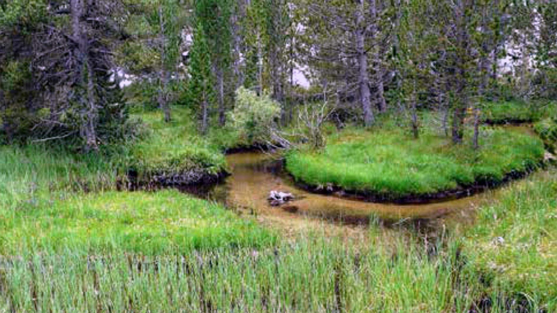 Una de les molleres que es té sota control.