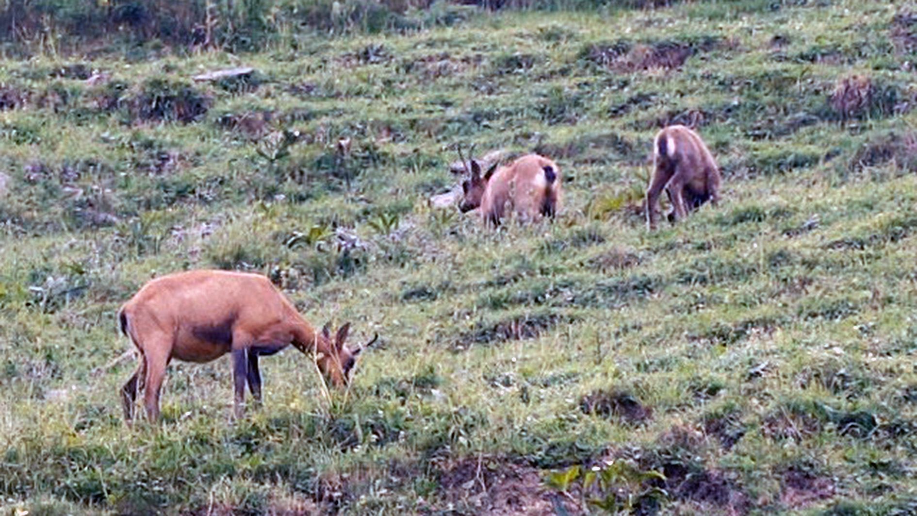 Isards vistos durant els recomptes.