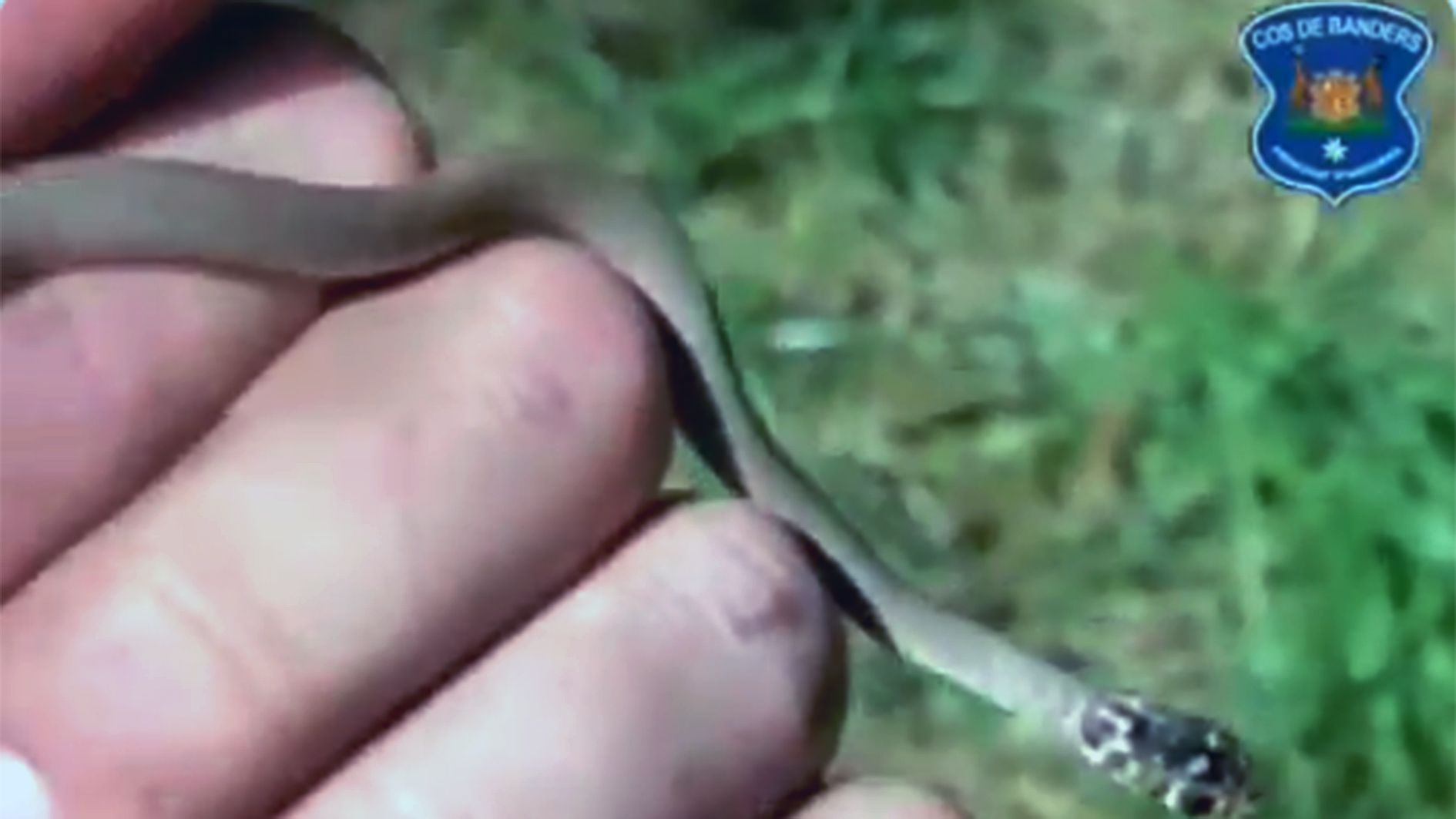 La cria de serp que s'ha recuperat i alliberat.