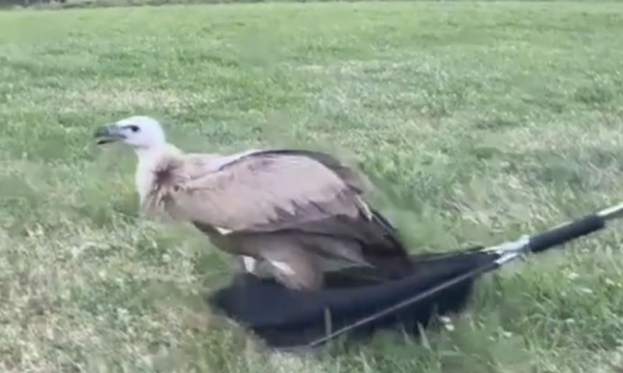 Moment d'alliberació d'un dels voltors