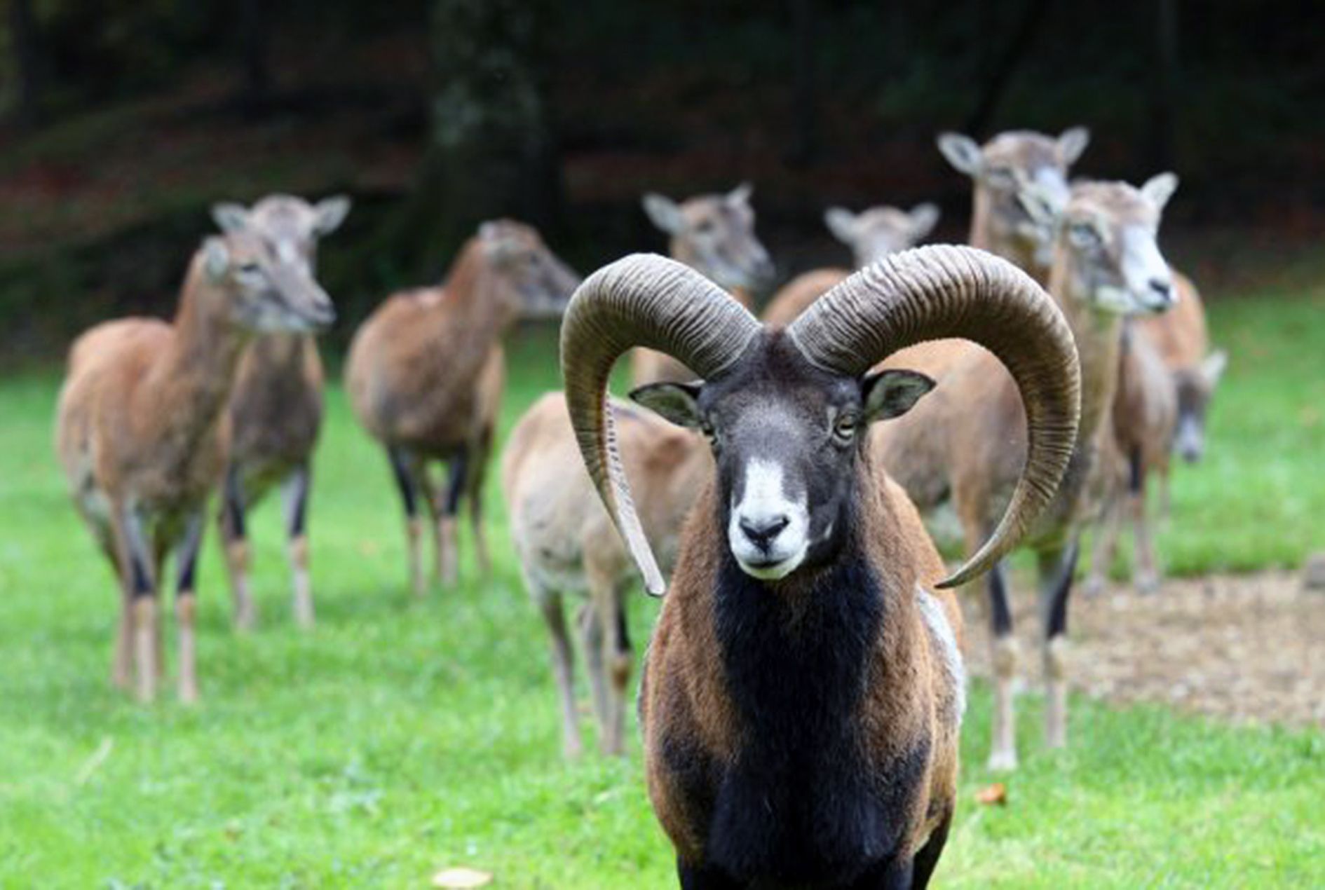 Per cada mascle de mufló hi ha sis o set femelles.