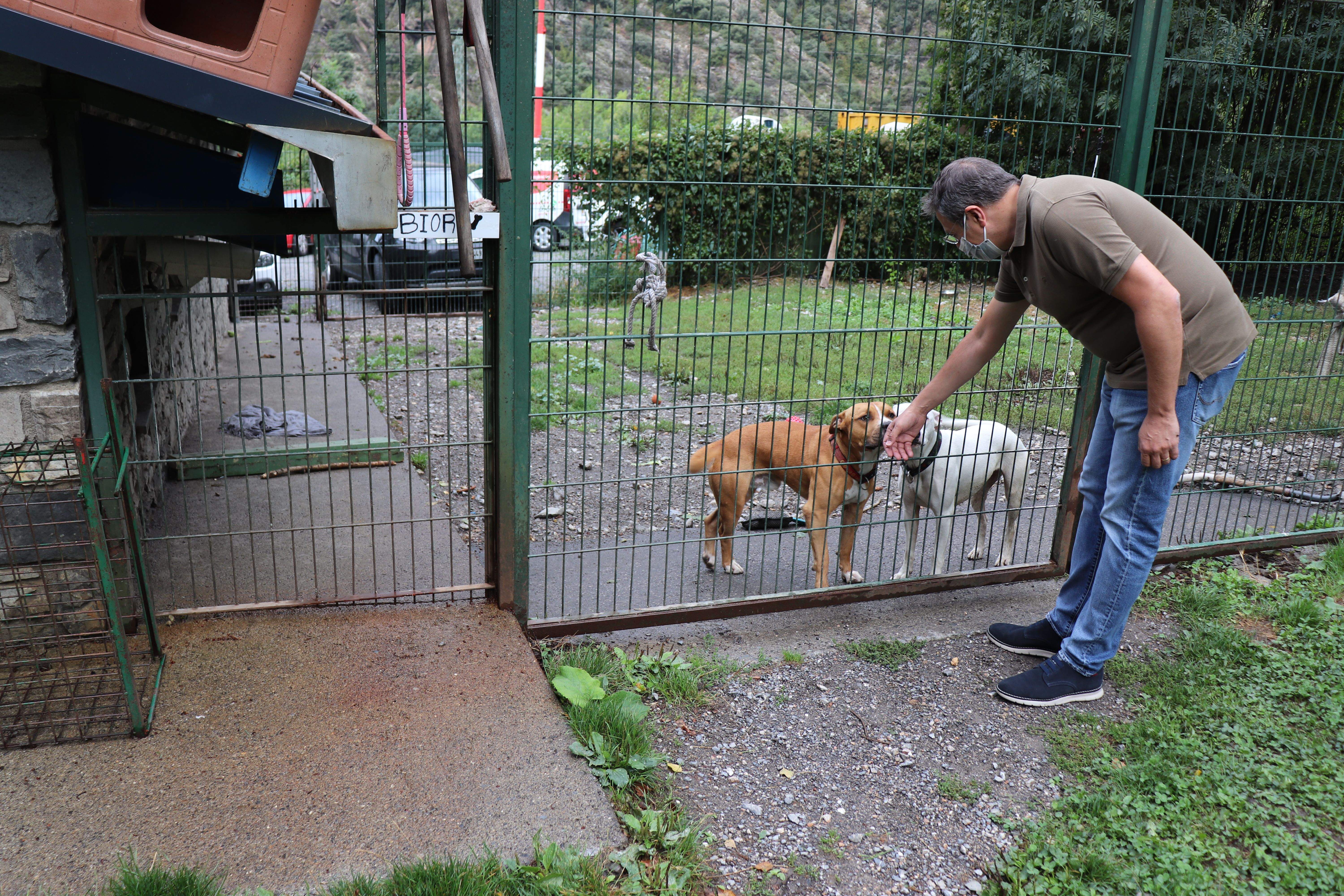 Manel García amb dos gossos de raça potencialment perillosa a la gossera