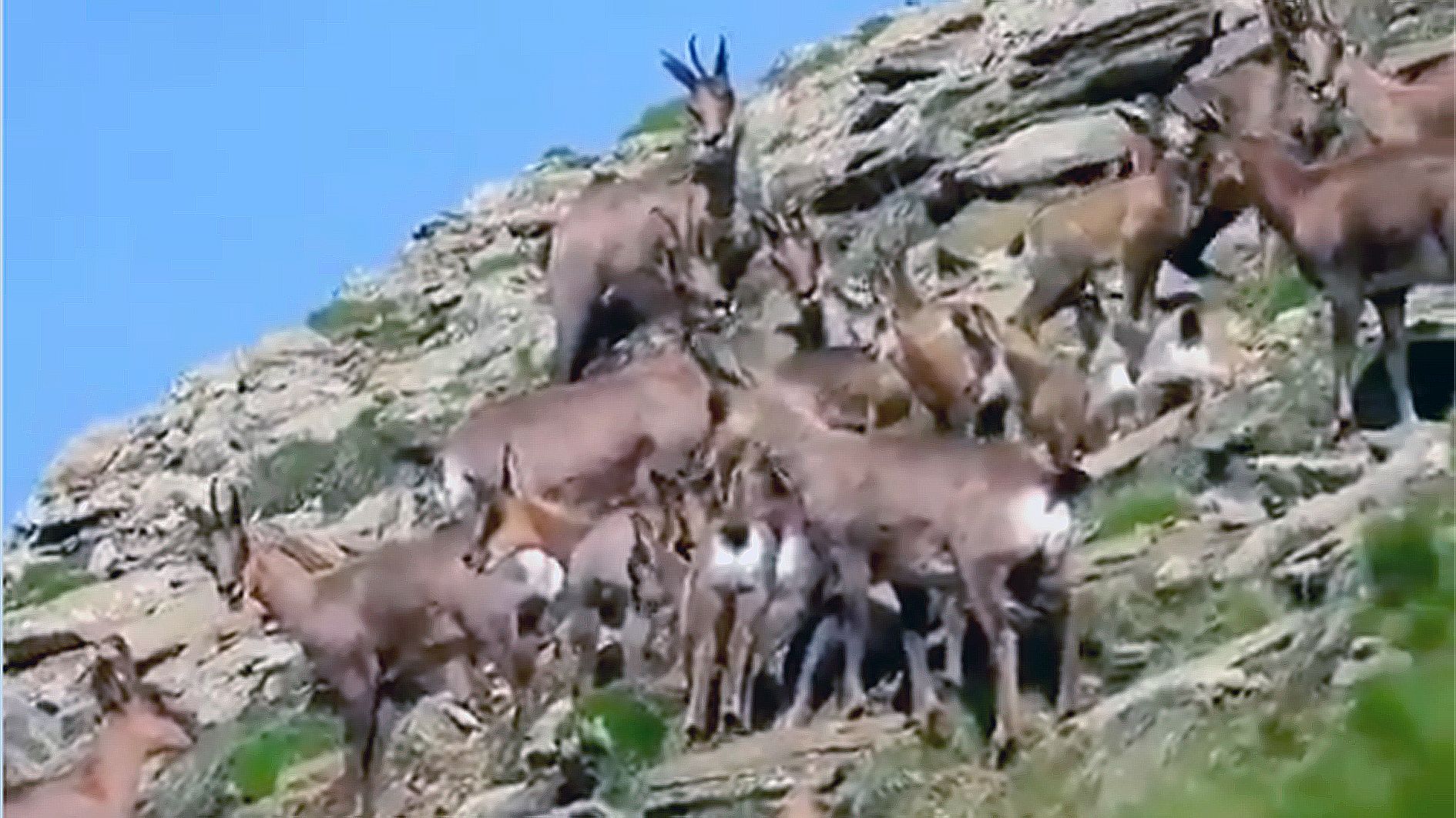 Grup d'isards en un dels recomptes dels banders aquest estiu.